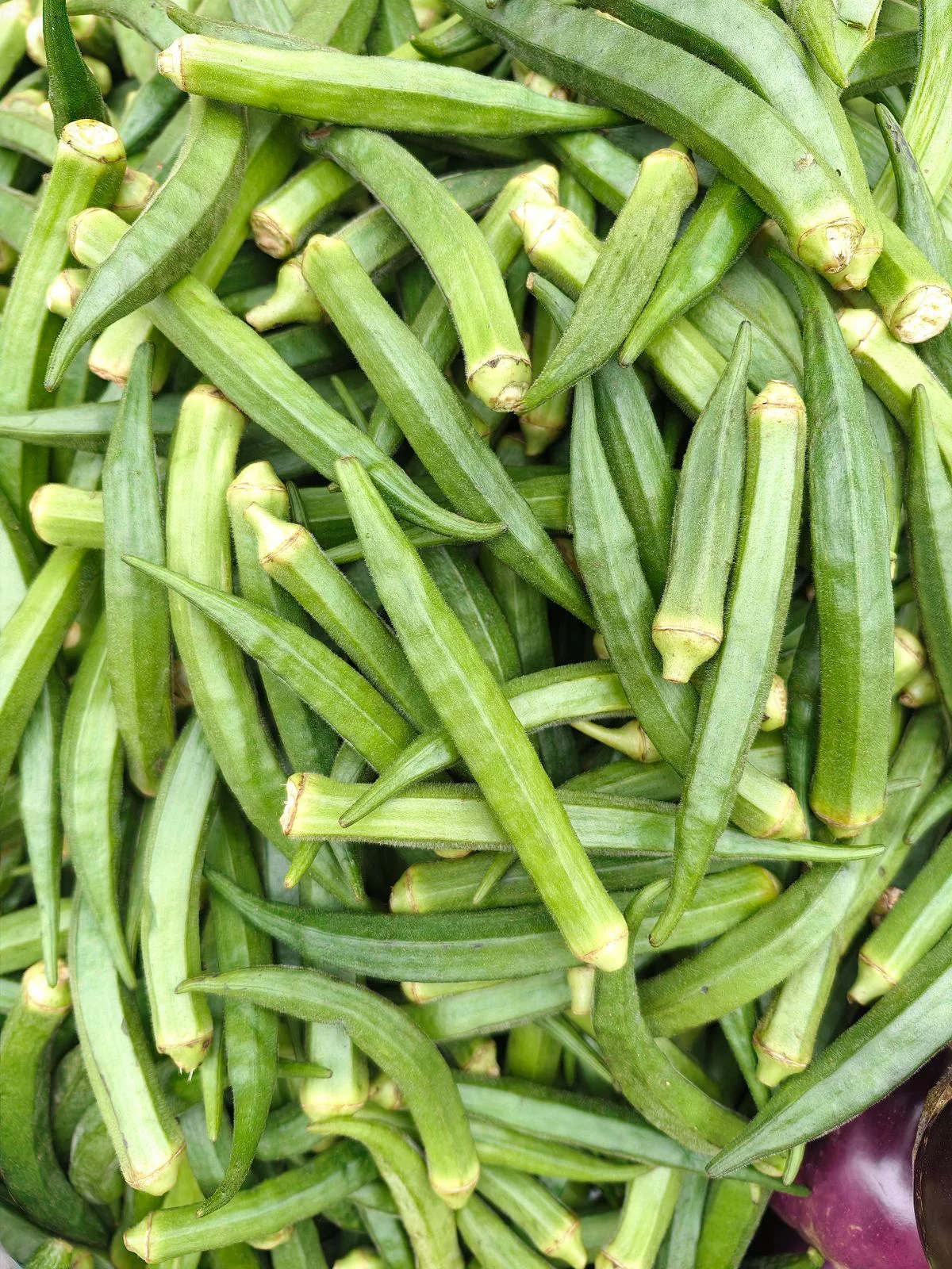 Okra (Ladies Finger)